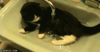 Cat Water GIF - Cat Water Silly GIFs