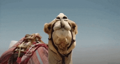 a close up of a camel 's face with a blue sky behind it