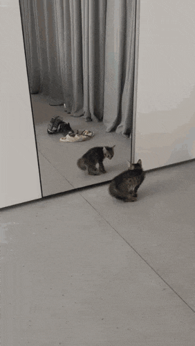 two cats are looking at their reflection in the mirror