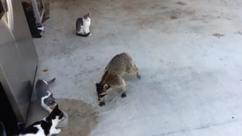 Raccoon Stealing Food  GIF - Raccon Cat Food GIFs