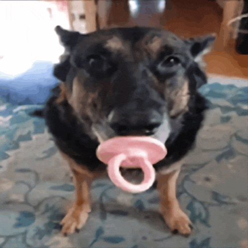 a dog with a pink pacifier in its mouth looking at the camera