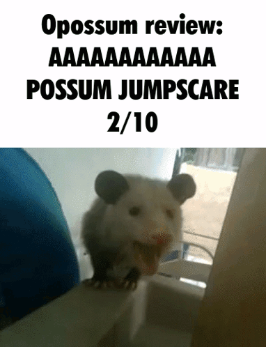 Opossum Review GIF
