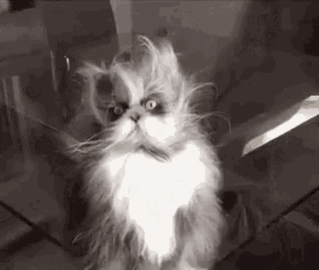 Cat Cute GIF - Cat Cute Silly GIFs