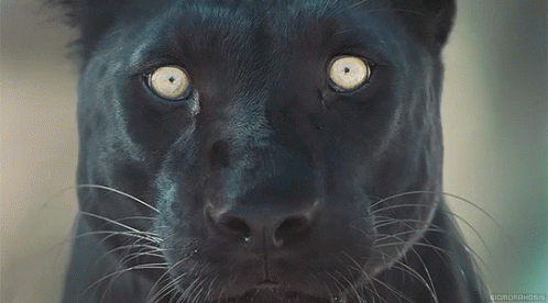 Panther Stare GIF - Panther Stare Look GIFs