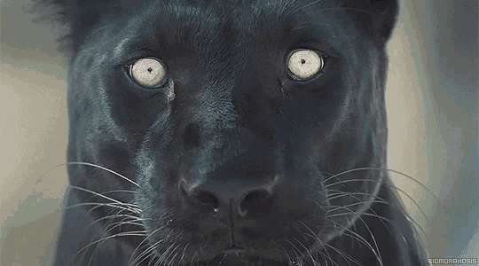 a close up of a black panther 's eyes