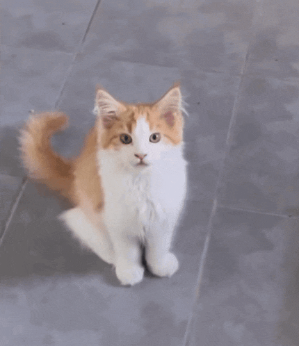 an orange and white cat is sitting on a tiled floor with anzeige ist raus written on the bottom