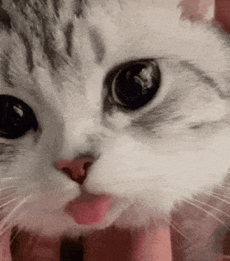 Cute Cat Cat Tongue GIF - Cute Cat Cat Cat Tongue GIFs