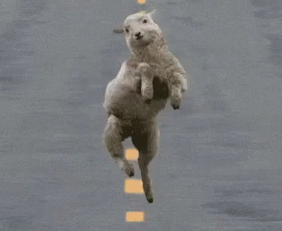 Funny Sheep GIF - Funny Sheep Dance GIFs