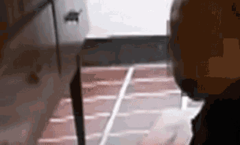 Small Brown Creature Running Across Living Room GIF - Small Brown Creature Running Across Living Room GIFs
