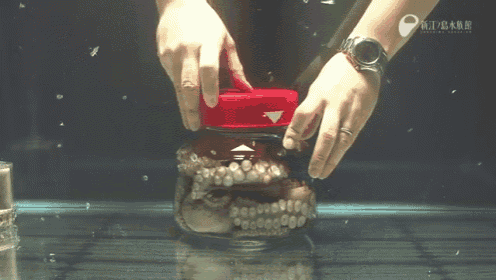 An Octopus Unscrewing A Lid From The Inside. GIF - Octopus Inside A Jar Unscrewinglid GIFs