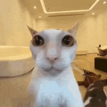 a close up of a cat 's face in a living room .