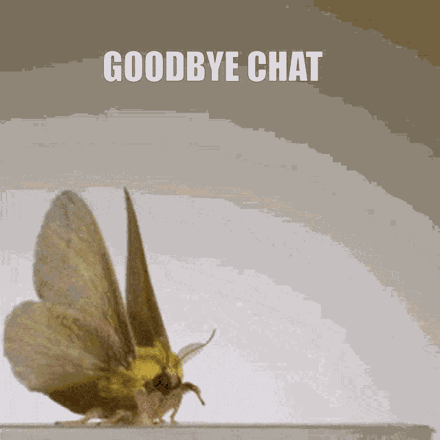 Moth Goodbye Chat GIF - Moth Goodbye Chat Cute GIFs