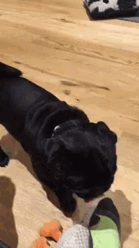 a black dog is playing with a toy on the floor