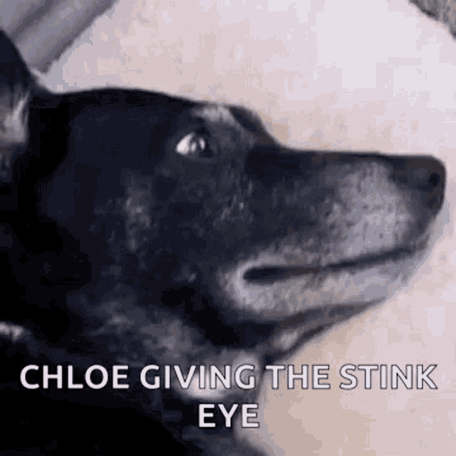 a black dog is giving the stink eye and looking up .