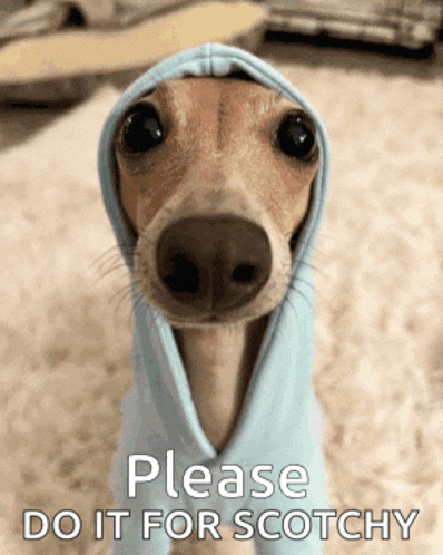 a dog wrapped in a blue blanket with the words please do it for scotchy on the bottom