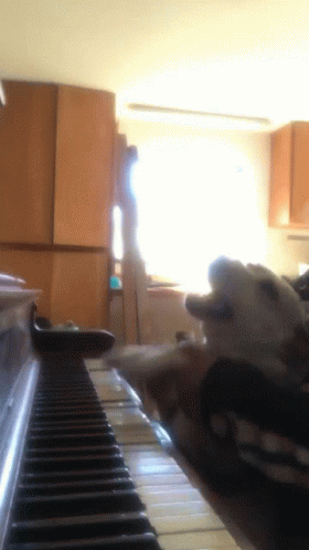 Piano Dog GIF - Piano Dog Giddy GIFs