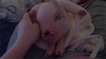 Cute Pig GIF - Yawn Sleepy Boring GIFs