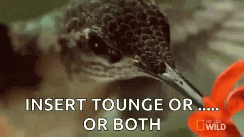a hummingbird is eating a flower with the words `` insert tounge or ... or both '' written on the bottom .