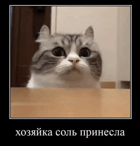 a cat is peeking over a table in a frame .