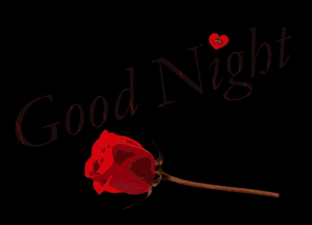 a red rose is on a black background with the words good night
