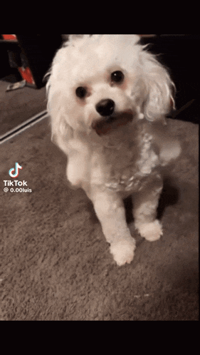 a small white dog is standing on a carpet with a tiktok watermark