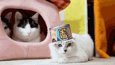 Don'T Even Front! GIF - Cat Tin Can Hat GIFs