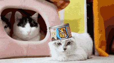 a cat laying on the floor with a can of food on its head with chinese writing on it