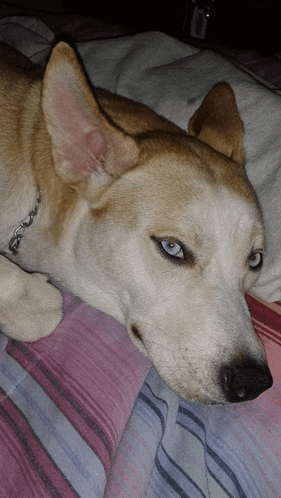 a brown and white dog with blue eyes is laying down on a bed