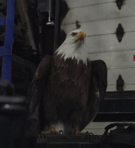 Peacemaker Eagle GIF - Peacemaker Eagle Eagly GIFs