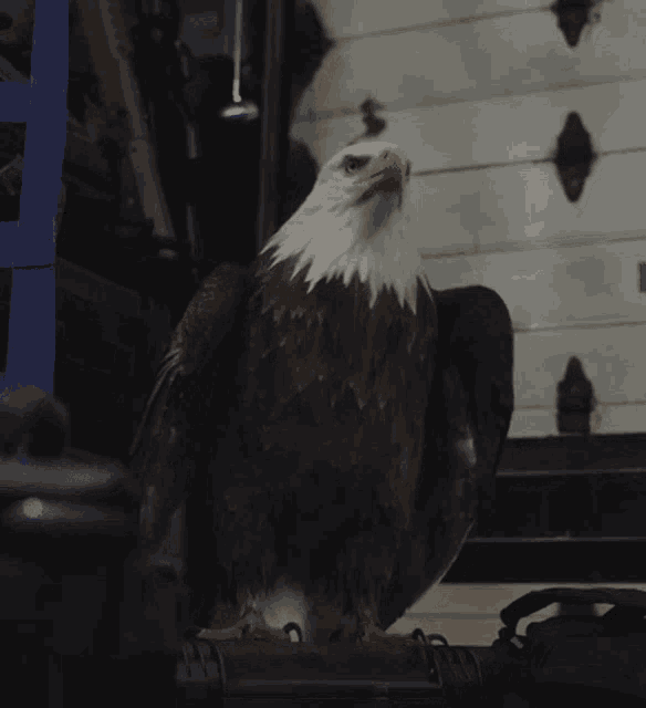 a bald eagle with its wings outstretched stands in front of a garage