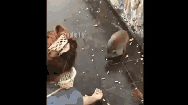 a woman is feeding a monkey a piece of food on the sidewalk .