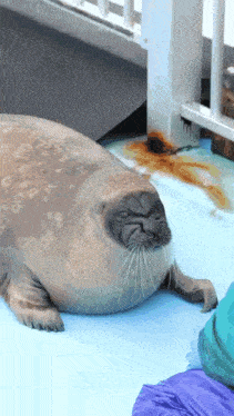 a seal with a beard is laying on the floor