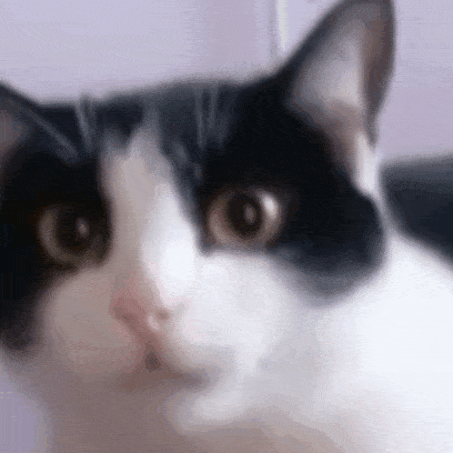 кошка удивлена смешные коты GIF - кошка удивлена смешные коты мемы с котами GIFs