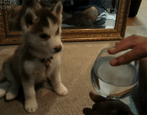 Human, Why Is Your Water Bowl Crying? GIF - Cute Husky Dog GIFs
