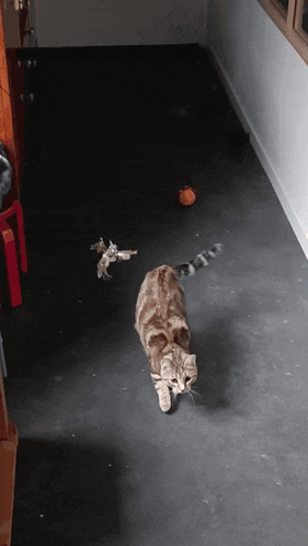 a cat walking on a concrete floor with a toy in the background