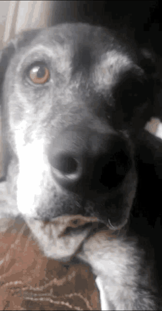 a close up of a dog 's face with its mouth open