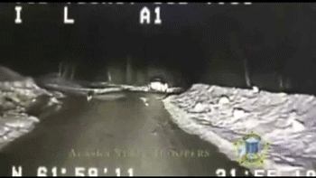 Whenever The Cops Would Slow Down, The Dog Would Also Slow Down To See If They Were Still Following. GIF - GIFs