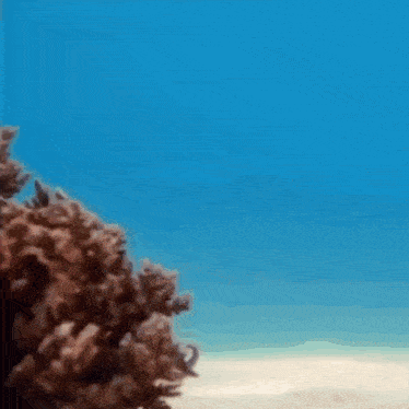 Inconspicuous Octopus Going For A Walk GIF - Inconspicuous Octopus Going For A Walk Octopus GIFs