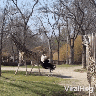 The Giraffe Kicks Out At The Ostrich Viralhog GIF