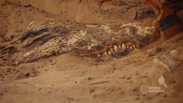 Archeology Site Mummified Crocodiles GIF - Archeology Site Mummified Crocodiles Crocodile GIFs
