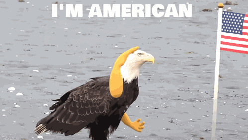 Deal With It Americal Eagle GIF - Deal With It Americal Eagle Flag Hindu Sticker GIFs