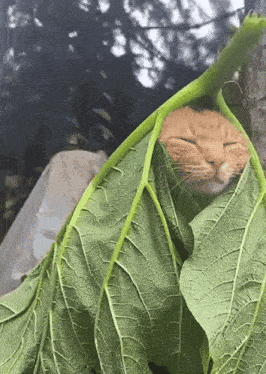 a cat is wrapped in a green leaf