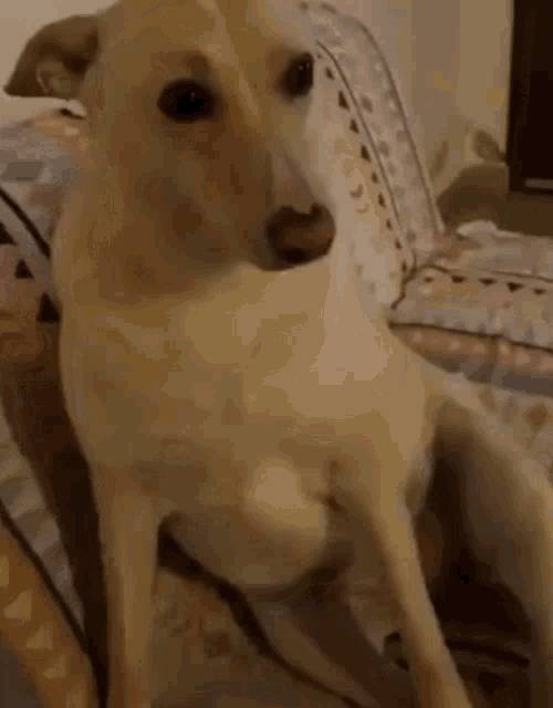 a small dog is sitting on a bed with its legs crossed .