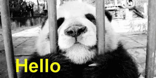 Hello Panda GIF - Hello Panda GIFs