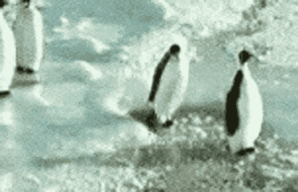 Penguin Slap GIF - Penguin Slap Fall GIFs