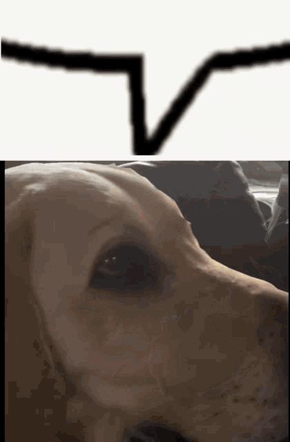 a picture of a dog next to a drawing of a triangle