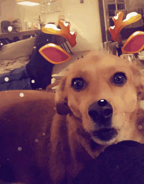 a close up of a dog with reindeer antlers