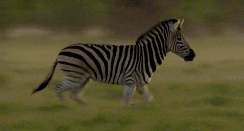 a zebra is running through a grassy field with the hashtag headweakorange