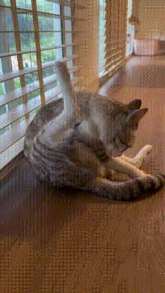 a cat is laying on its back in front of a window with blinds