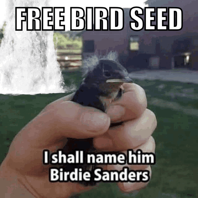a person is holding a small bird with the words free bird seed i shall name him birdie sanders above it